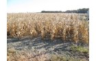 Property photo 10 - 65+/- Acres Offered in 2 Tracts